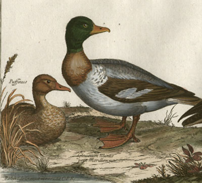Puffinus; Glaucuim Minus, petit Morillon; Anaticula fera, Canette Sauvage, Plate XXI [Puffin and Small Ducks]
