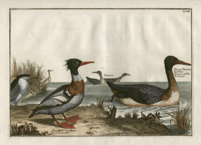 Diving Birds: Small Species of Heron, Black Merganser, Checkered Sea Diver