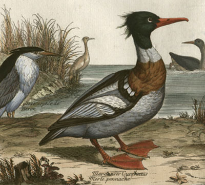 Plongeon, Petite espece de Heron; Merganser Cyrrhatus, Merle pennache; Mergus Marinus Tessetatus, Plongeon de Mer Echiquete, Plate XXIII [Diving Birds: Small Species of Heron, Black Merganser, Checkered Sea Diver]