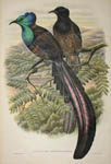 Bird of Paradise Prints