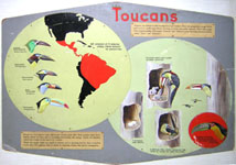 Toucan Plaque