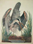 Tyson Great Blue Heron Lithographs