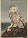 Tyson Snowy Owl Lithograph