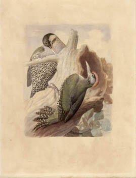 Full sheet showing margins