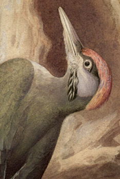 Detail of the woodpecker