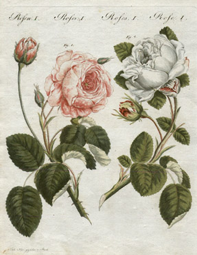 Rosa centifolia Germanica and Rosa unica [Red and White Cabbage Roses, Plate 1]