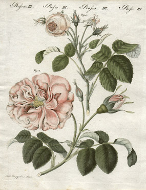 Rosa centifolia minor and Rosa turbinata [Little Cabbage Rose and French Rose, Plate 3]