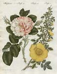 8 Bertuch Roses