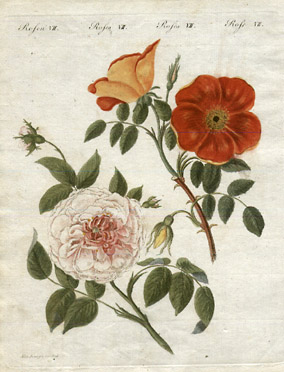 Rosa punica [Pomegranate Rose and White Virgin-Rose, Plate 7]