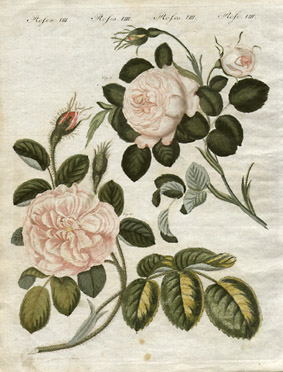 Rosa regina rubicans and Rosa mucosa major [Red Cabbage Rose and Large Moss Rose, Plate 8]
