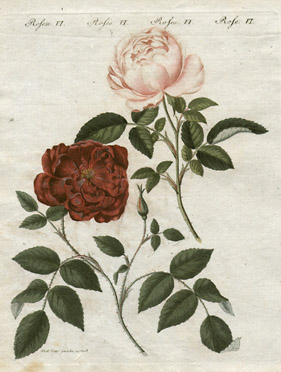 Rosa semperflorens [Evergreen Rose, Plate 6]