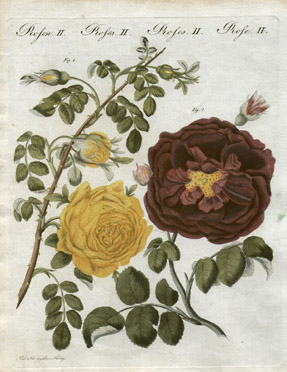Rosa sulphuren and Rosa holoserica purpurea [Yellow Rose and Purple Silk Rose, Plate 2]