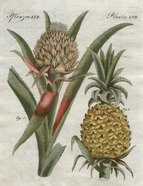 Bromelia ananas [Pineapples, Plate 57]