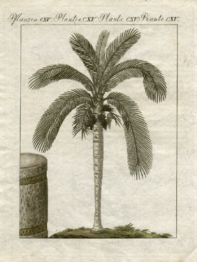 Ceroxylon andicola [The Wax-Palm-Tree of South America, Plate 115]