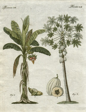 Musa paradisiacal and Carica papaya [Banana Tree and Papaya Tree, Plate 52]