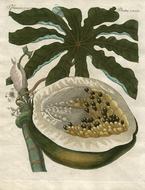 Carica papaya [Papaya Tree, Plate 146]
