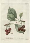 Redoute Cherries