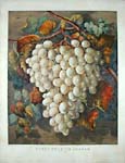 Currier and Ives Grapes