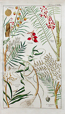 Calamus Rottang Palm