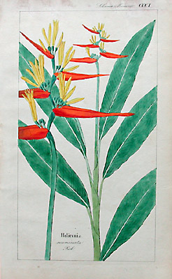 Heliconia Bird Paradise