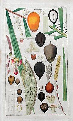 Palm Tree Aftrocaryon