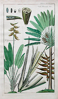 Urania Pravenal, Guyannensis