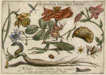 Hoefnagel Botanicals and Insects