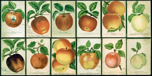 Apple Tree Salesman's Sample Book