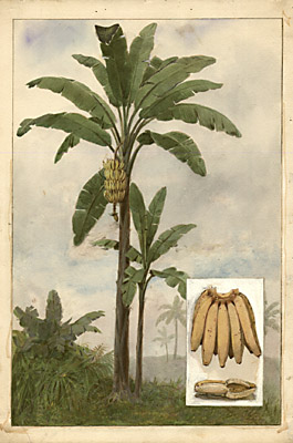 Banana Palm Tree, No. 3017, Plate 22