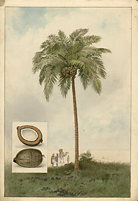 Coconut Palm Tree, No 3017, Plate 10