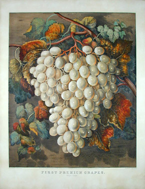 First Premium Grapes: A Royal Cluster