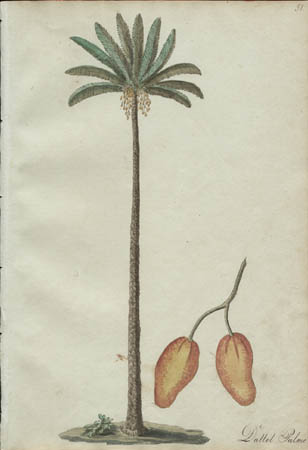 Dattel Palme [Date Palm]