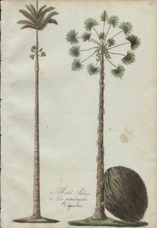 1. Kohl Palme.  2. Die f&auml;chertragende Ocinpalme. [1. Cabbage Palm 2. Fan Palm]