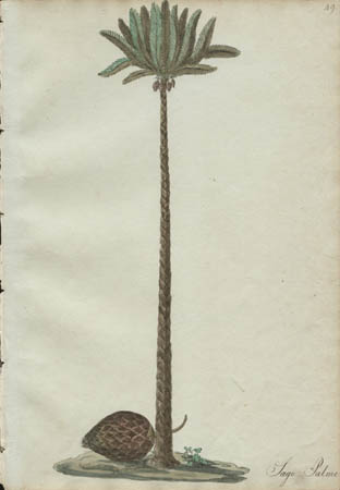 Sago Palme [Sago Palm]