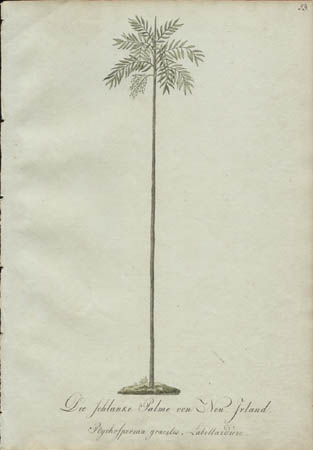 Die Schlanke Palme von Neu-Irland.  Ptychosperma gracilis.  Labrillardi&egrave;re. [The Slender Palm of New Ireland]