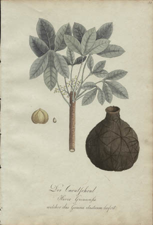 Der Caoutschout.  Hevex Guianensis. welcher das Gummi elasticum liefert. [The Rubber Plant]