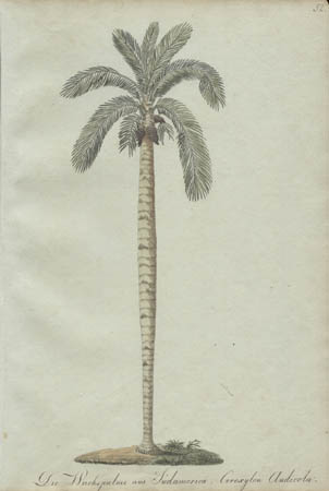 Die Wachspalme aus S&uuml;damerica.  Ceroxylon Andricola. [The Wax Palm of South America]