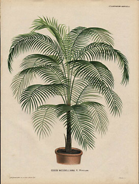 Linden Cocos