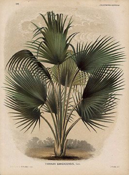 Linden Thrinax