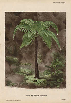 Linden Todea