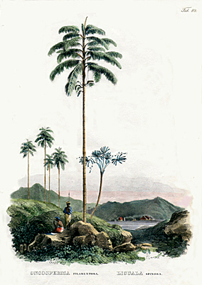 Licuala palm