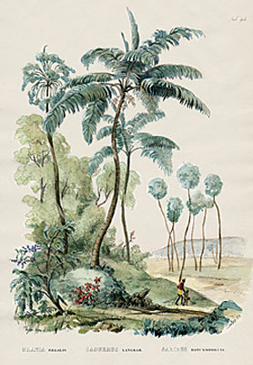 Orania palm