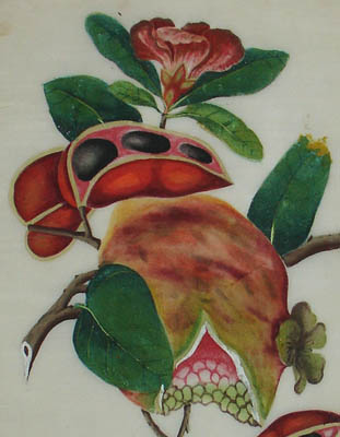 Chinese pith painting of fruit
