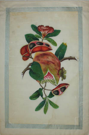 Chinese pith painting of fruit