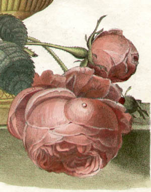 Roses and Vase