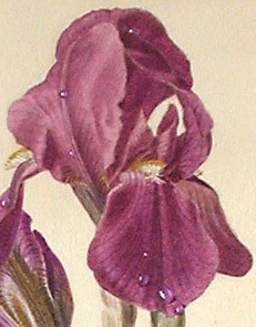 Detail of iris flower