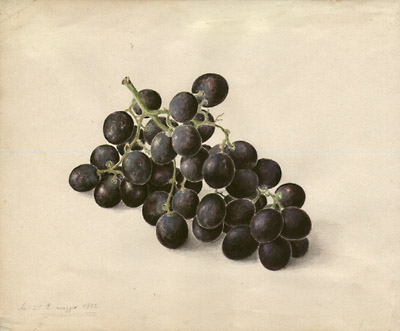 Study of Grapes