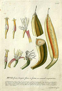 Musa caudice viridi, fructu longiore falcato anguloso