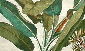 detail: leaves