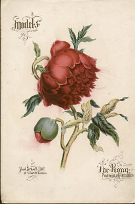 Paeonia Officinulis